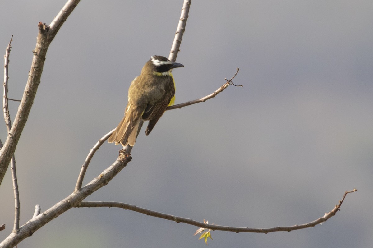 Boat-billed Flycatcher - ML196640971