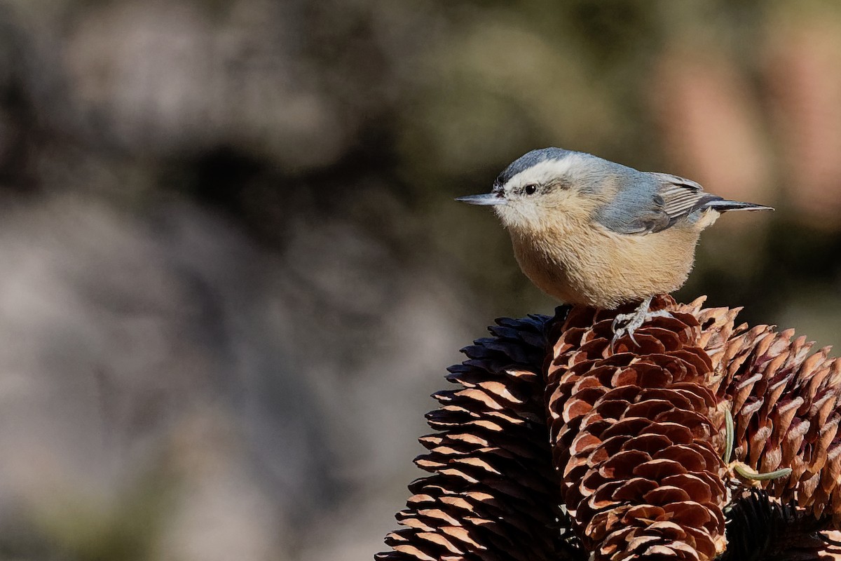 Snowy-browed Nuthatch - ML196642601