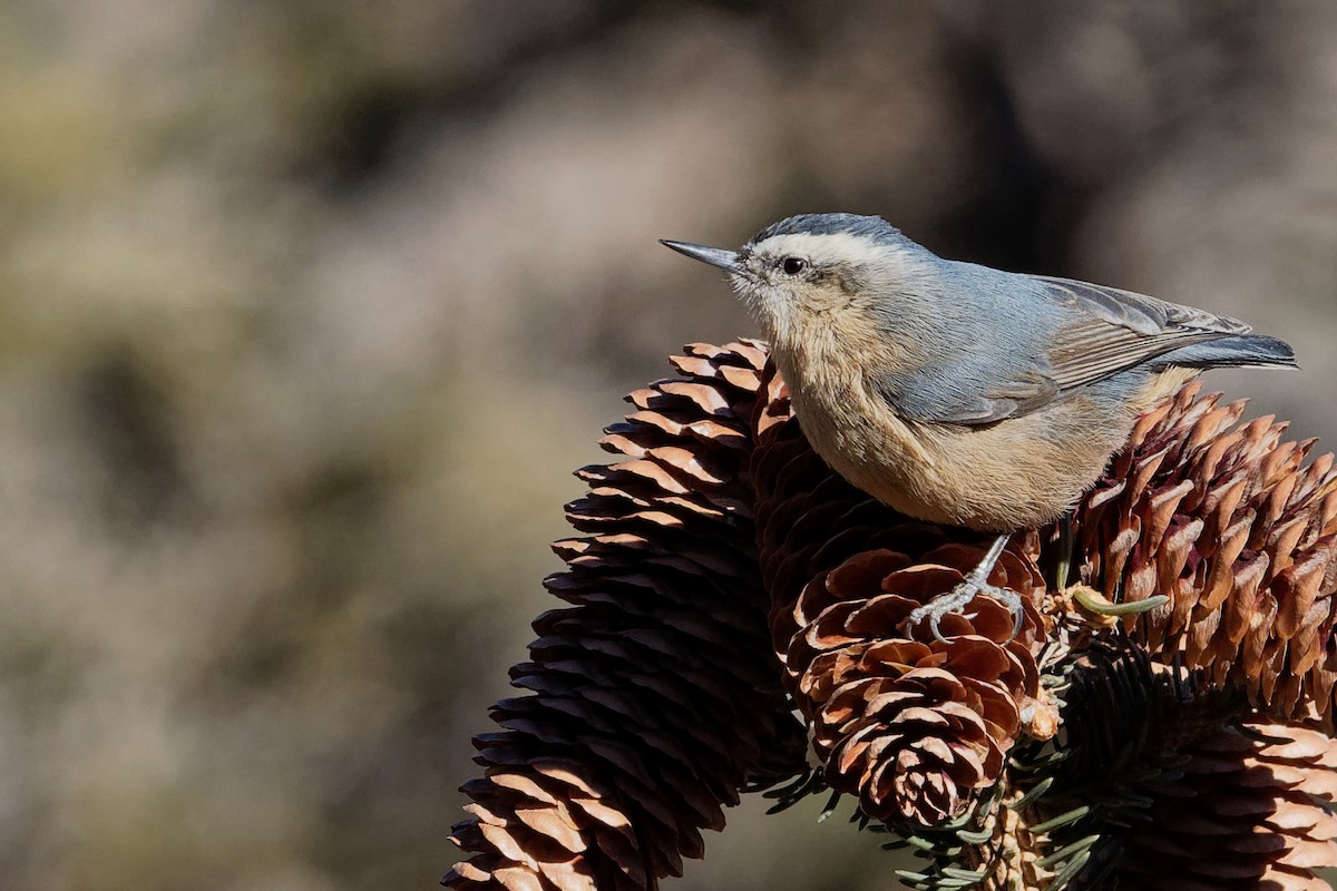 Snowy-browed Nuthatch - ML196642611