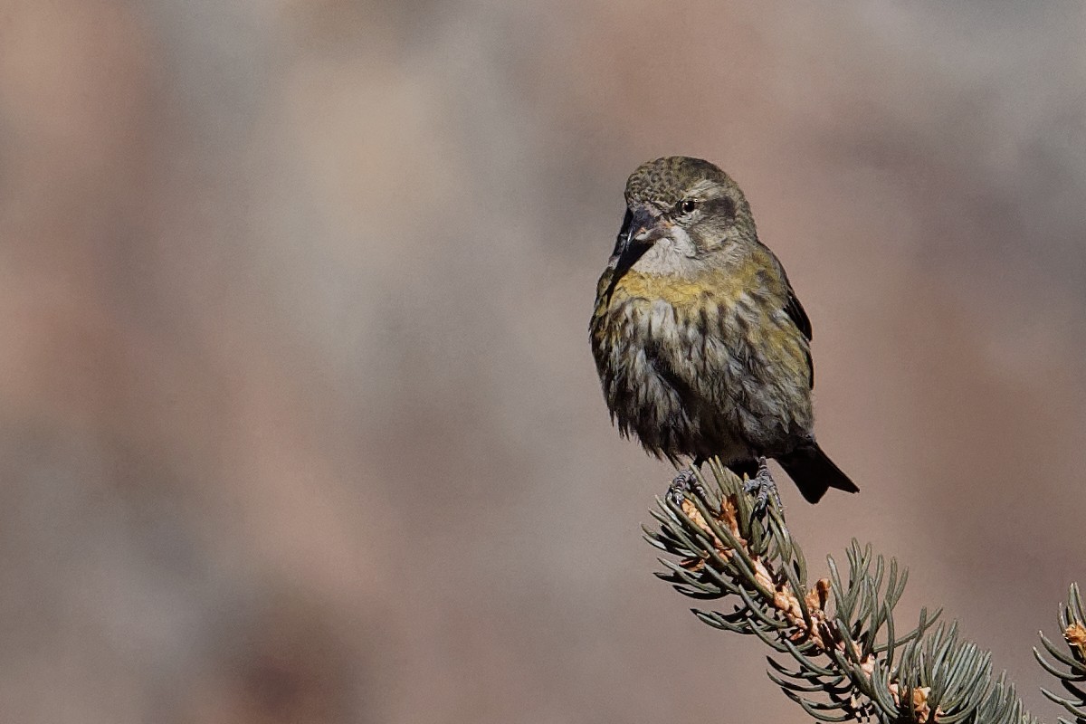 Red Crossbill - ML196642761