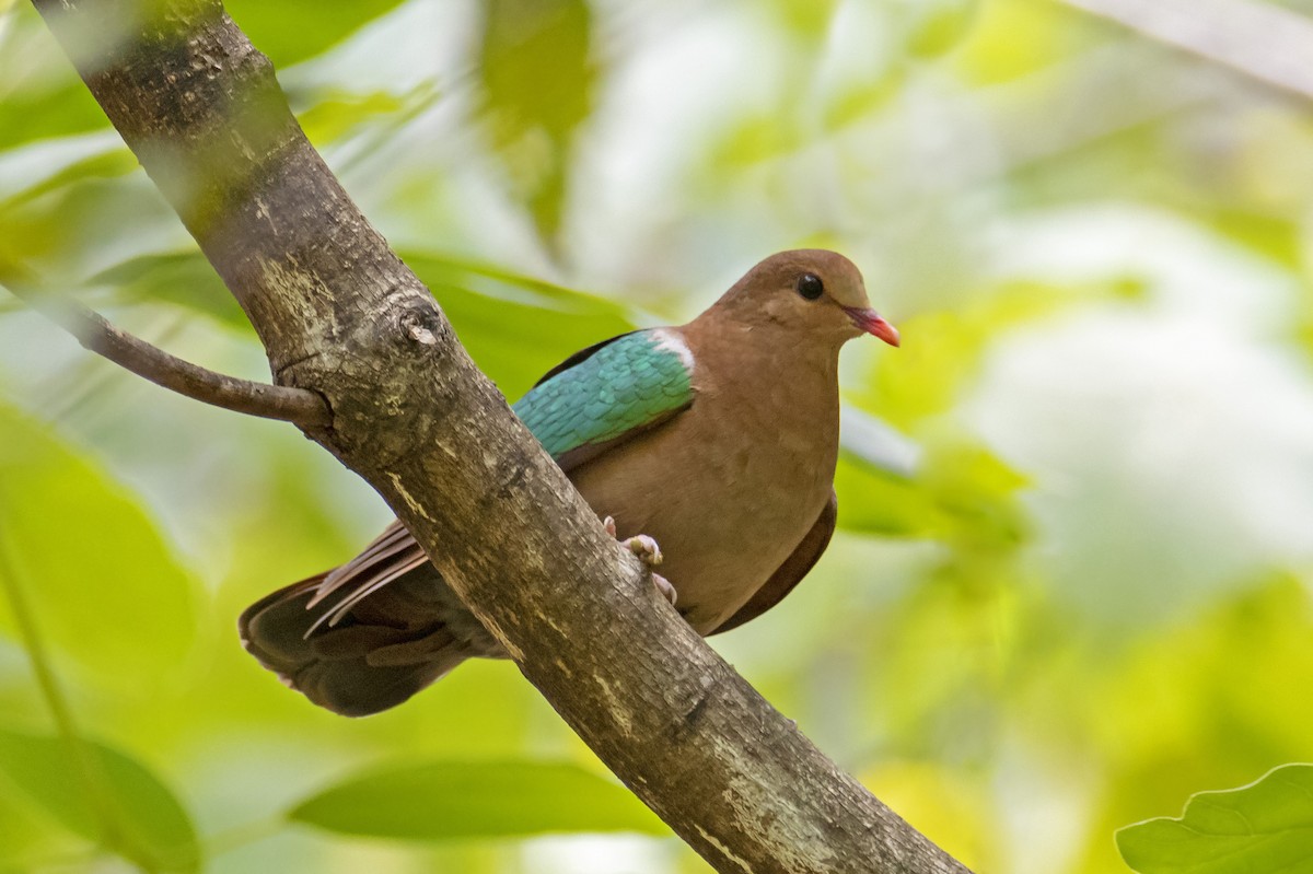 Pacific Emerald Dove - ML196642851