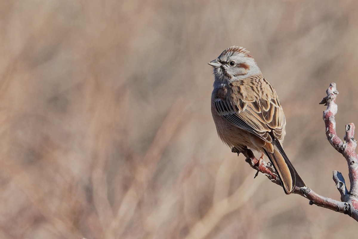 Godlewski's Bunting - ML196642901