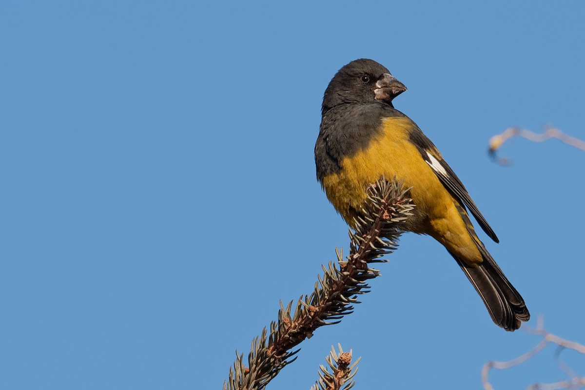 White-winged Grosbeak - ML196642931