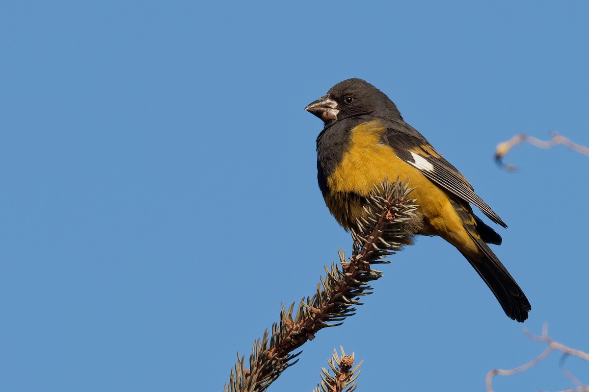 White-winged Grosbeak - ML196642941