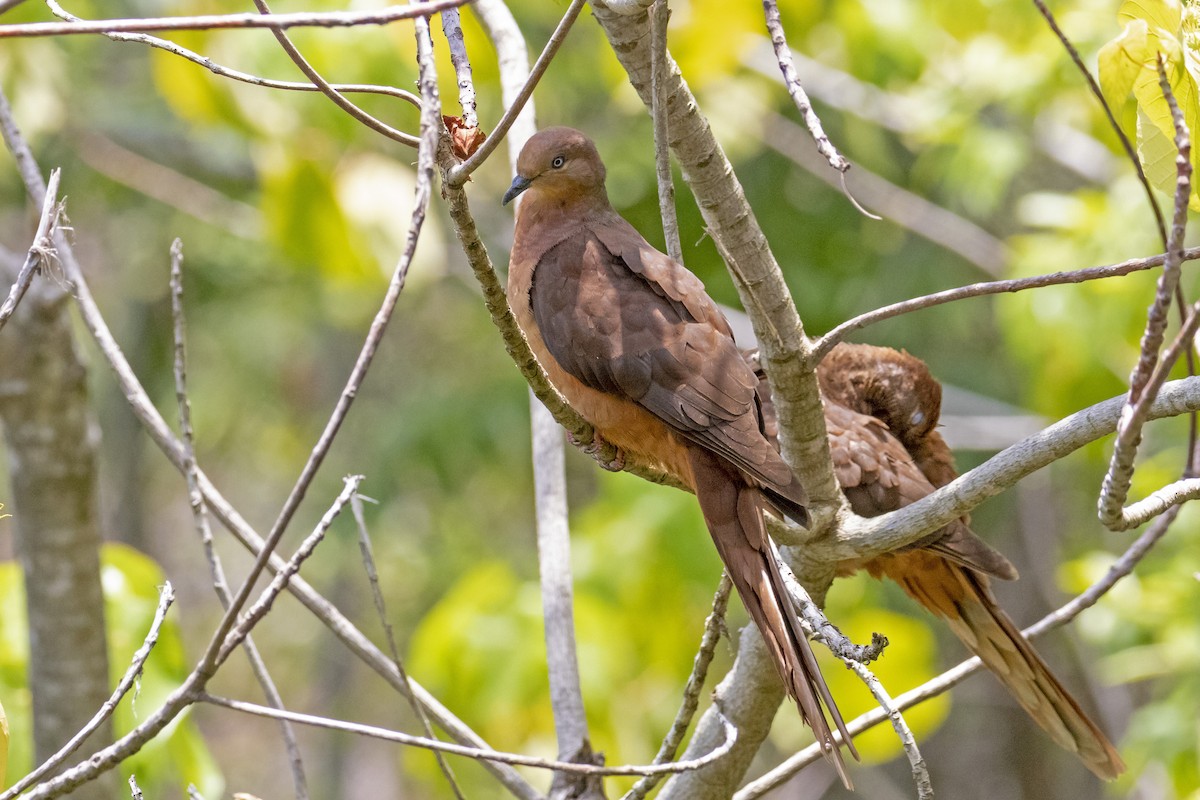 Brown Cuckoo-Dove - Andreas Heikaus