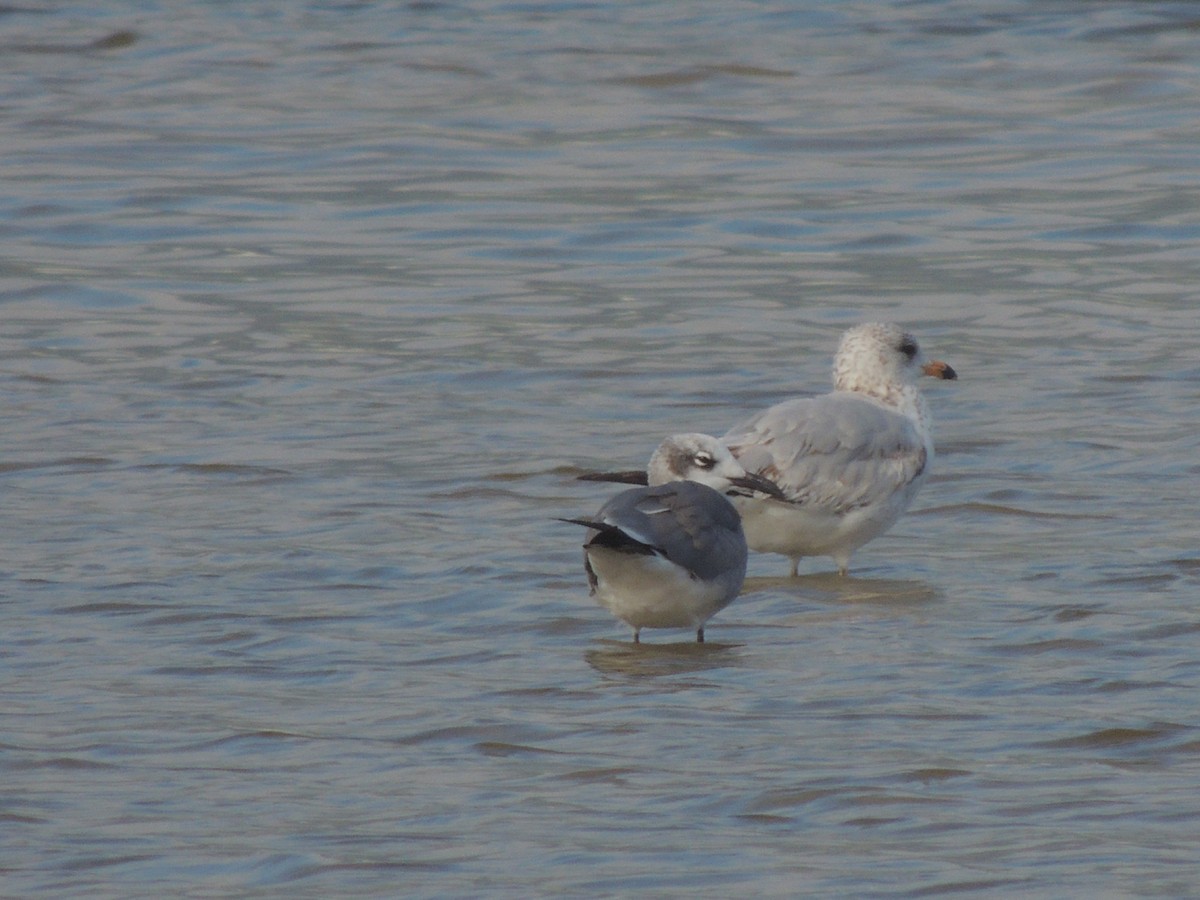 Ring-billed Gull - ML196643931