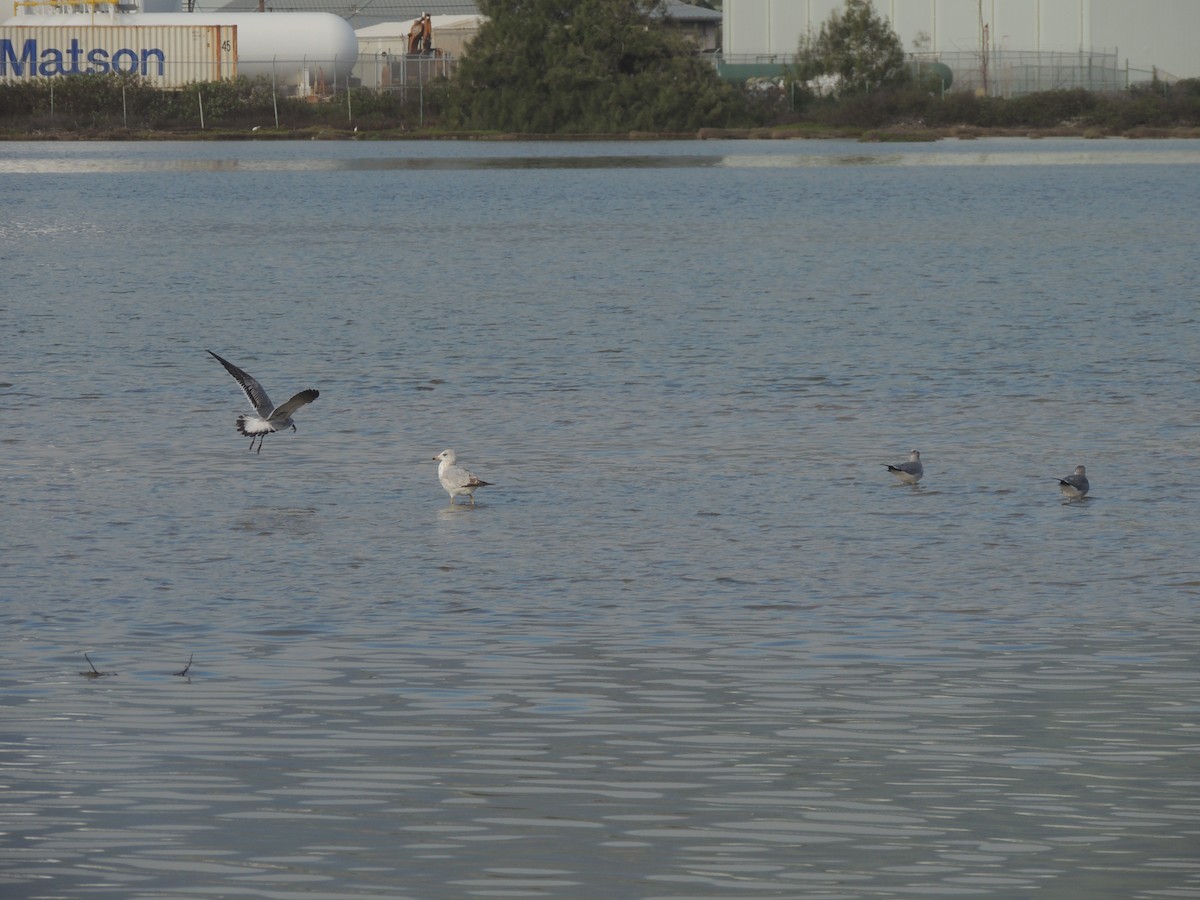 Ring-billed Gull - ML196643941