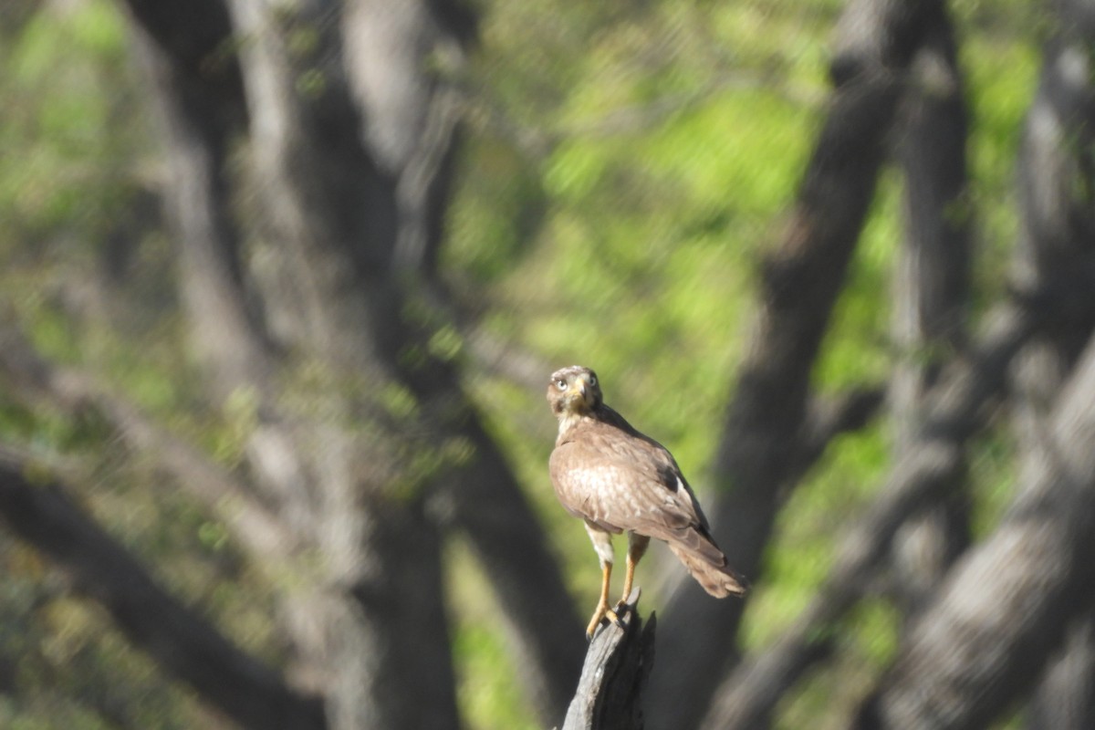 White-eyed Buzzard - ML196647041