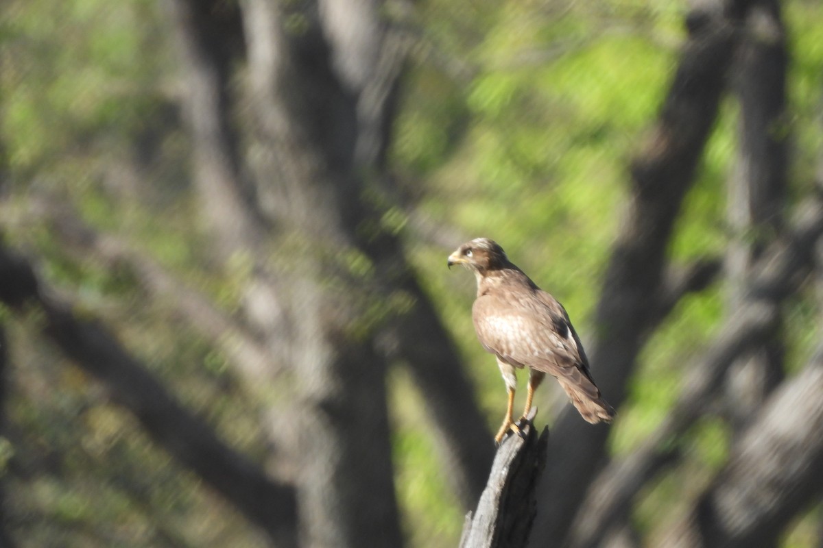 White-eyed Buzzard - ML196647131