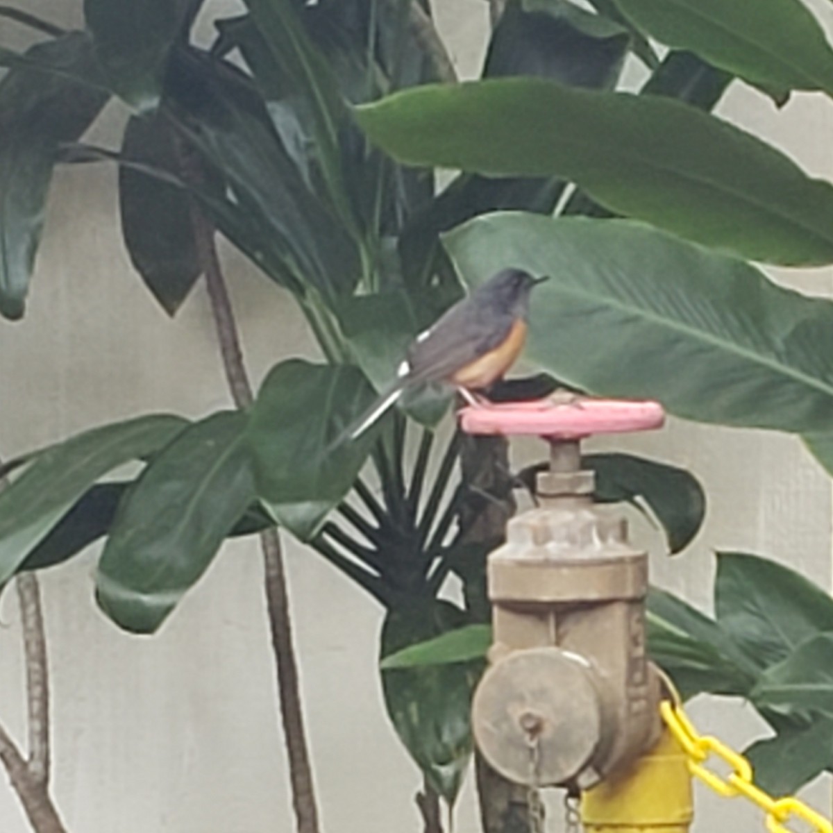 White-rumped Shama - ML196648111