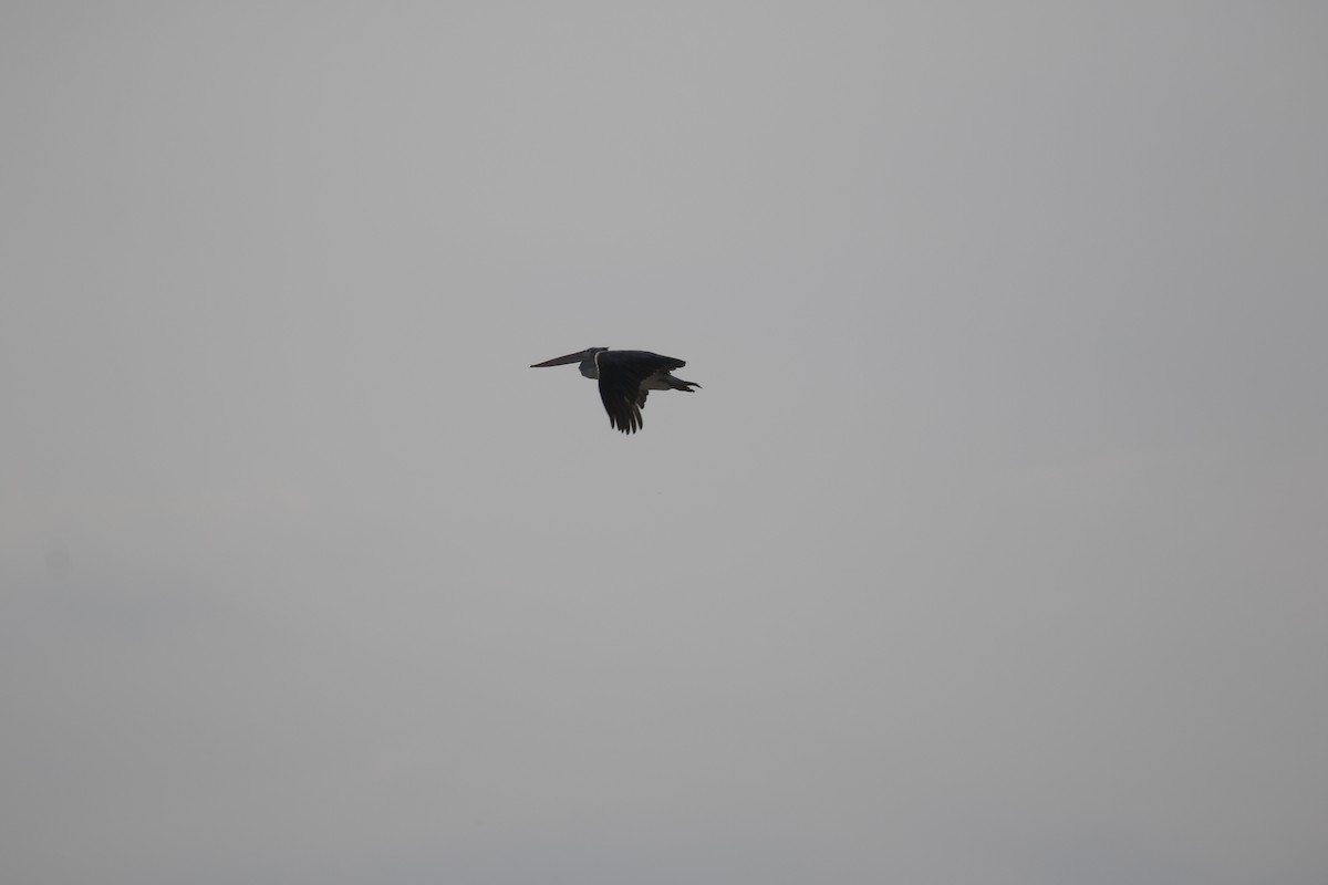 Spot-billed Pelican - ML196649811