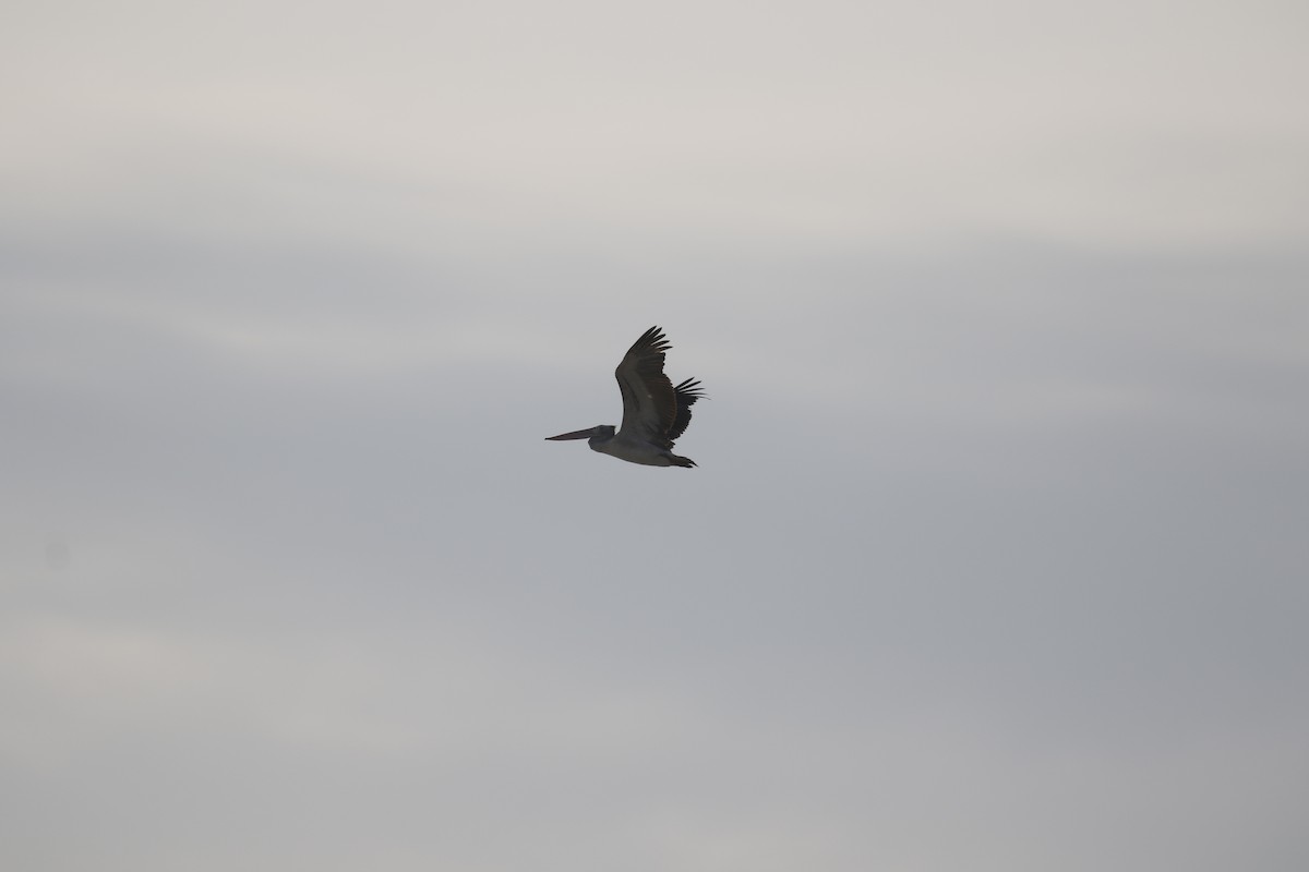 Spot-billed Pelican - ML196649831