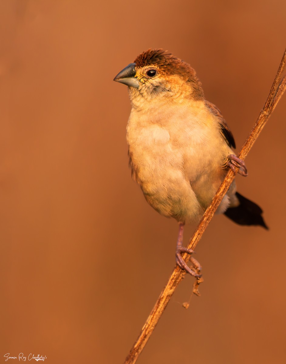 Indian Silverbill - ML196651901