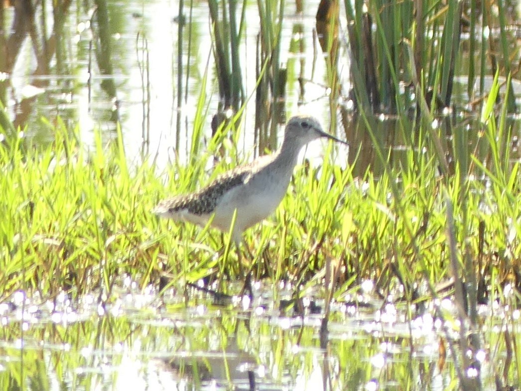 Wood Sandpiper - ML196653071