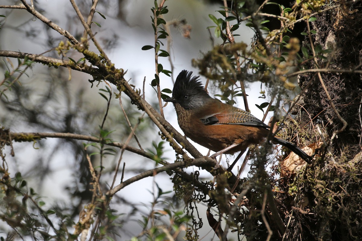 Actinodura de Yunnan - ML196653921