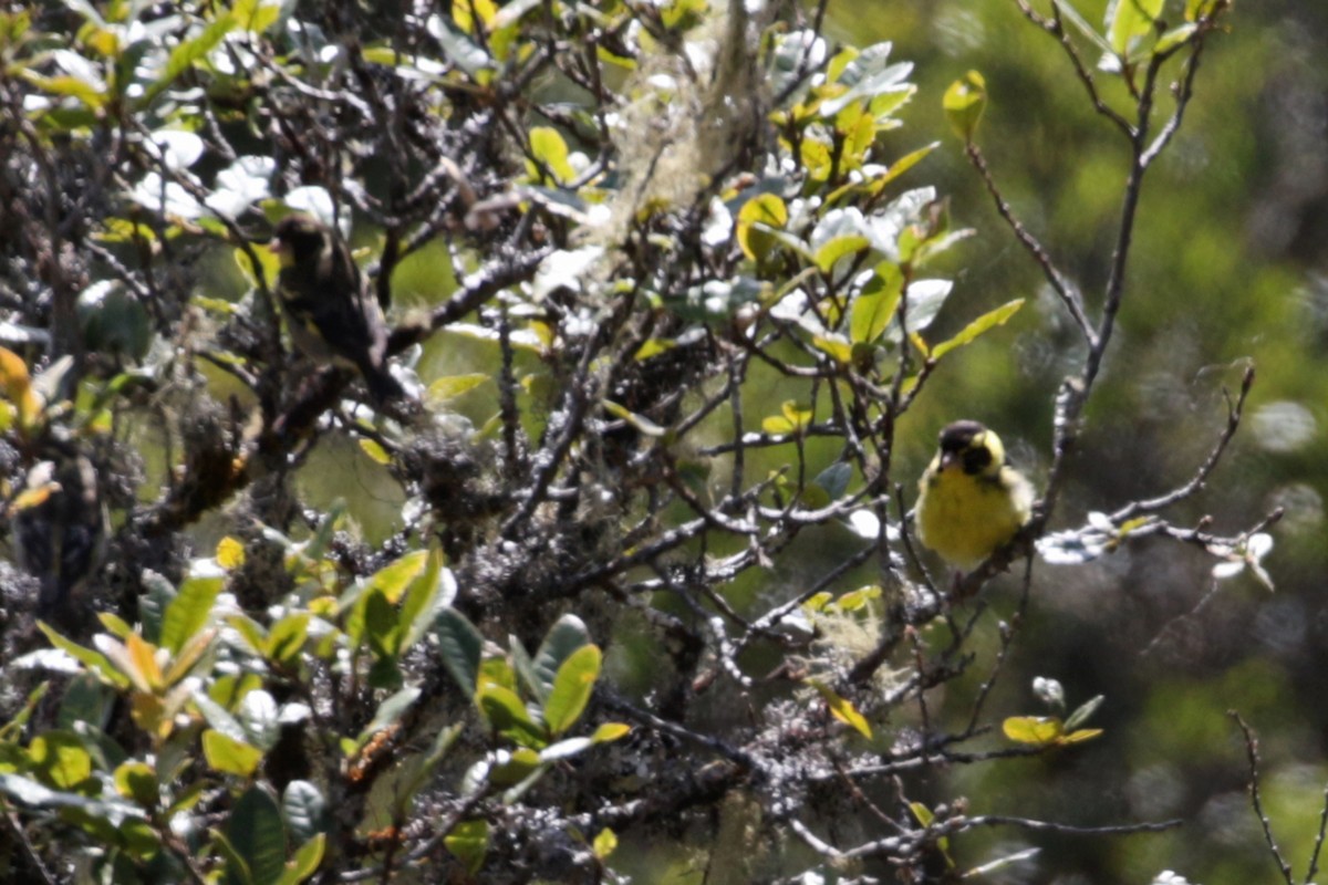 Yellow-breasted Greenfinch - ML196654011