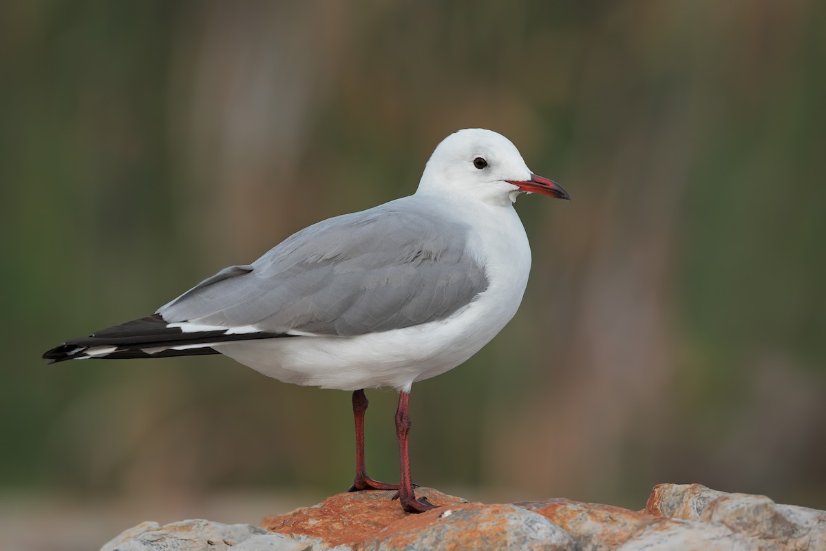 Hartlaub's Gull - Marco Valentini