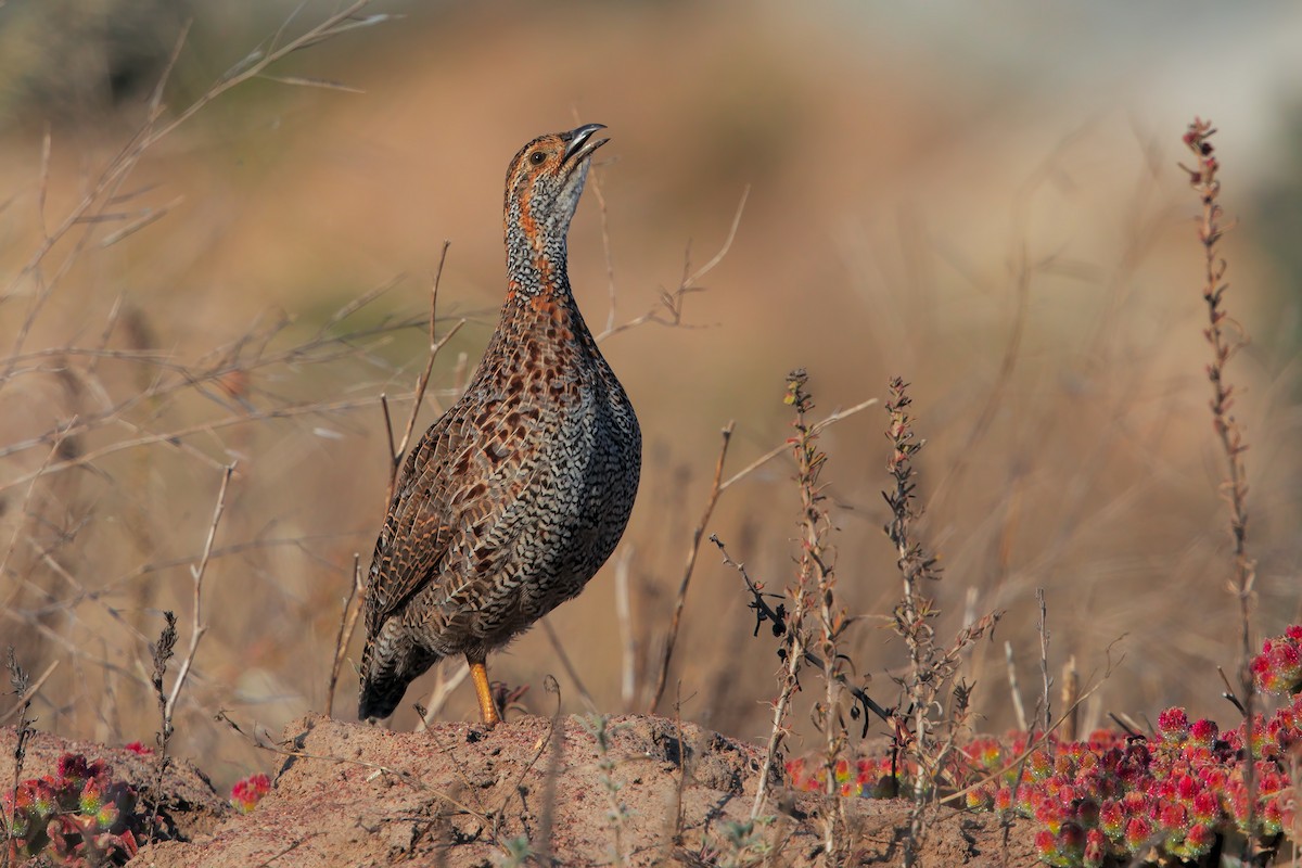 Gray-winged Francolin - Marco Valentini