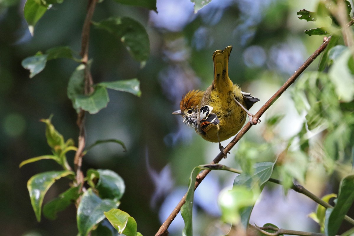 Chestnut-tailed Minla - Charley Hesse TROPICAL BIRDING