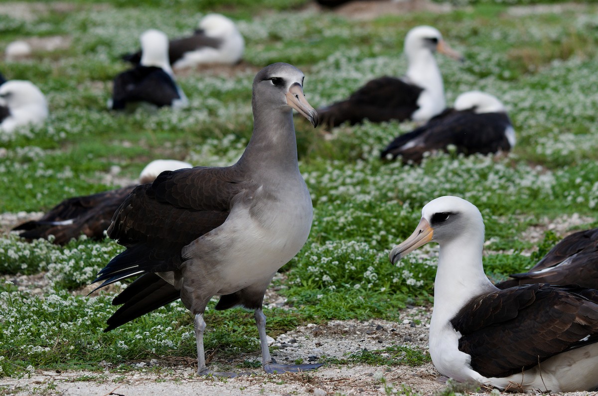 Laysan x Black-footed Albatross (hybrid) - ML196655551