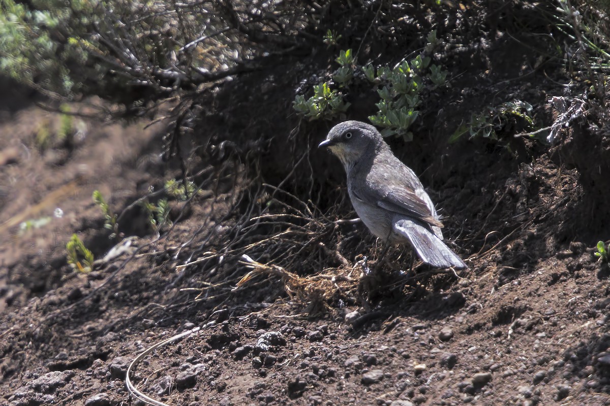 Layard's Warbler - Marco Valentini