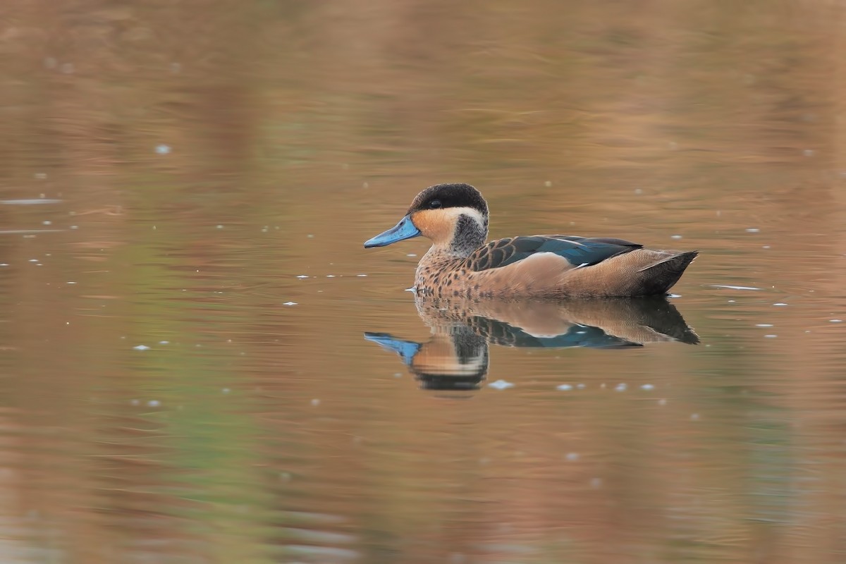 Blue-billed Teal - Marco Valentini