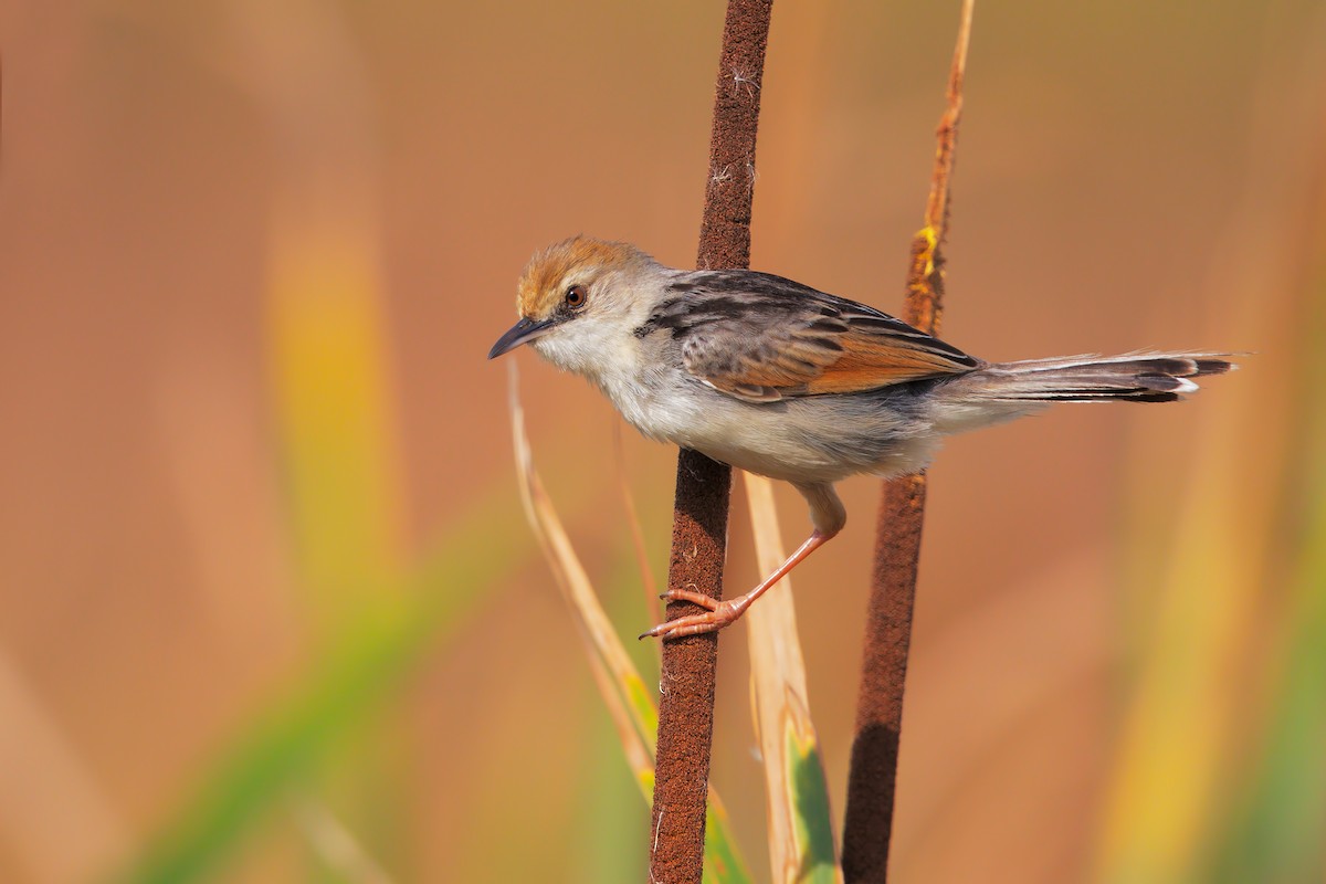 Rufous-winged Cisticola - Marco Valentini