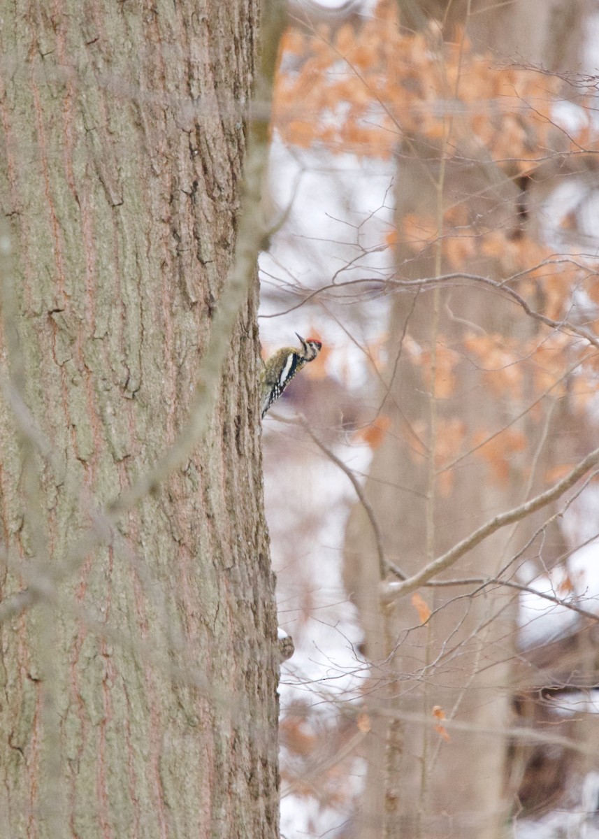 Yellow-bellied Sapsucker - ML196658921