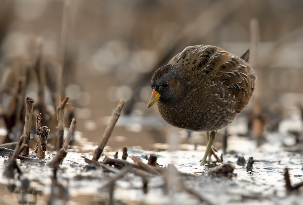 Spotted Crake - ML196660171
