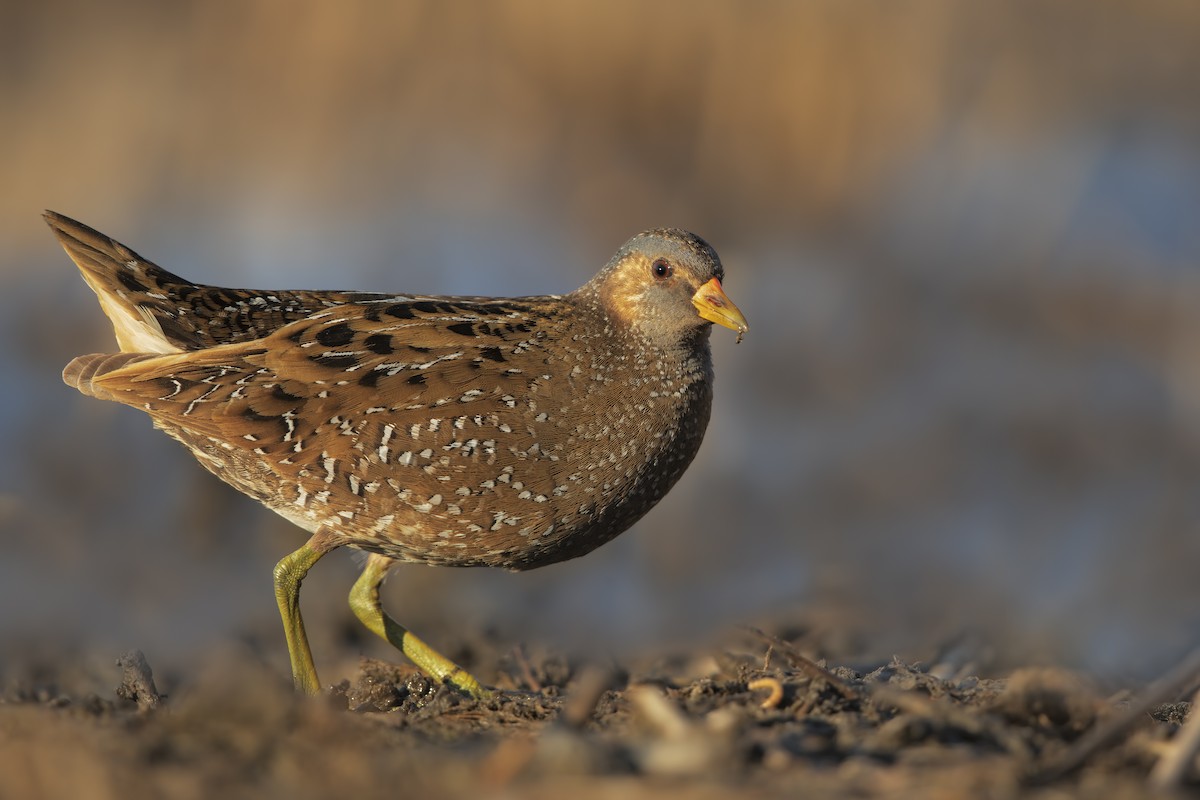 Spotted Crake - ML196660191