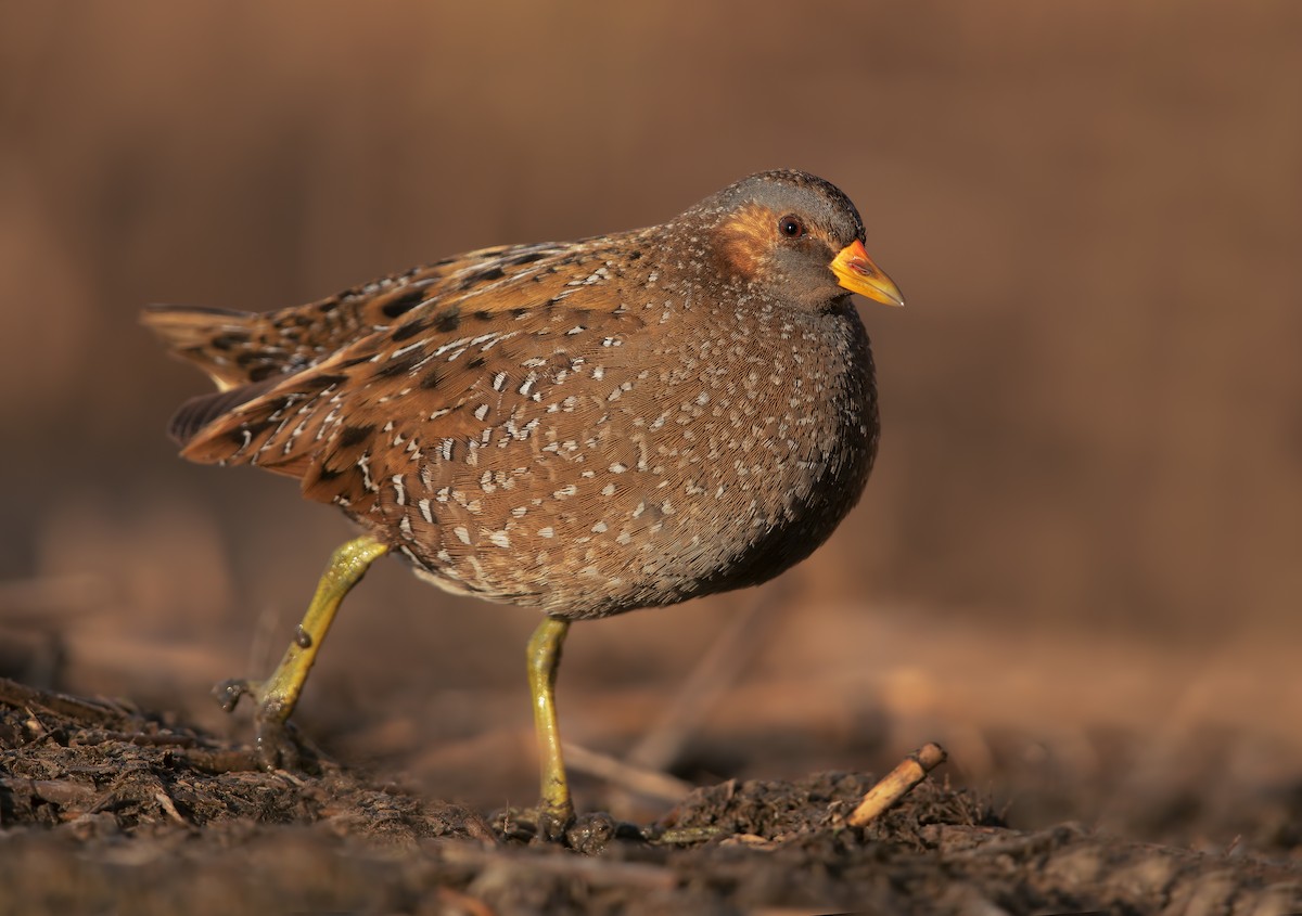 Spotted Crake - ML196660221