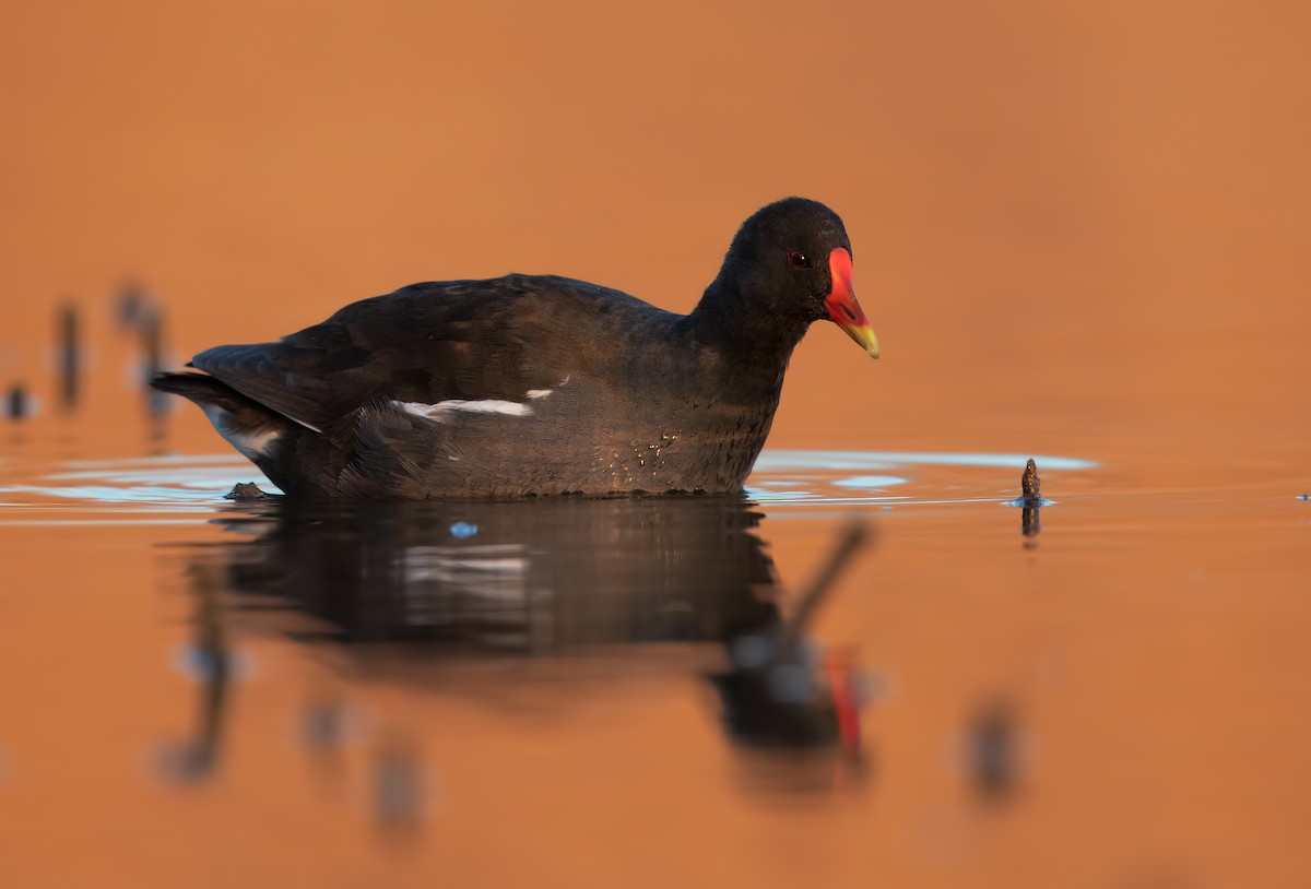 Eurasian Moorhen - Marco Valentini