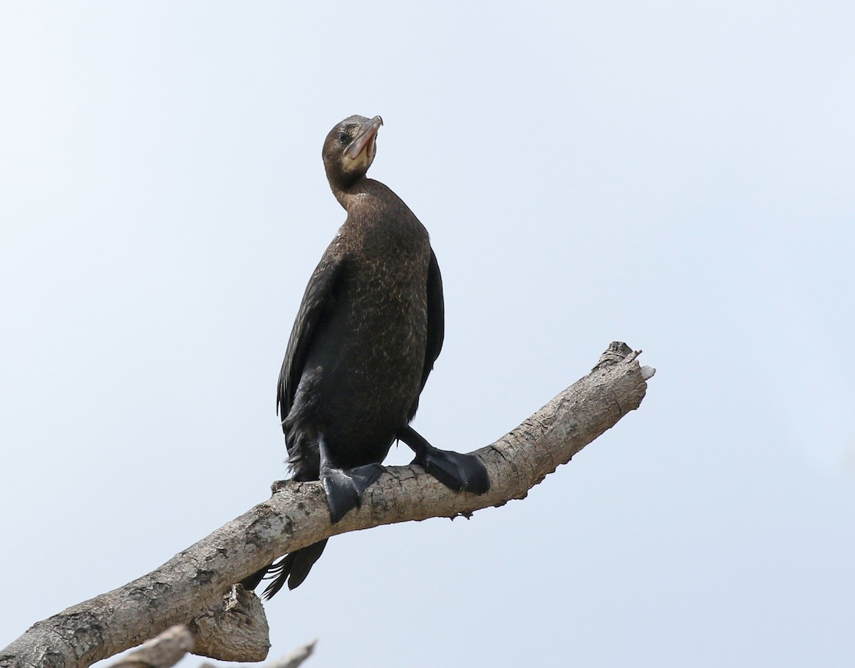 Little Cormorant - ML196660511