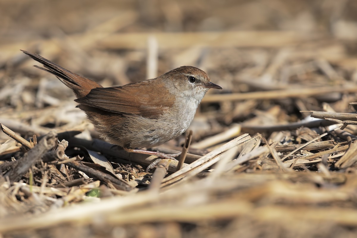 Cetti's Warbler - ML196660781