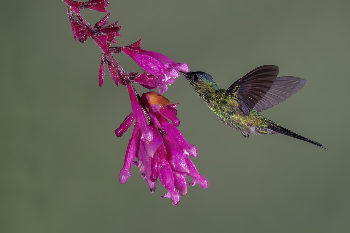 kolibřík fialovotemenný - ML196661291