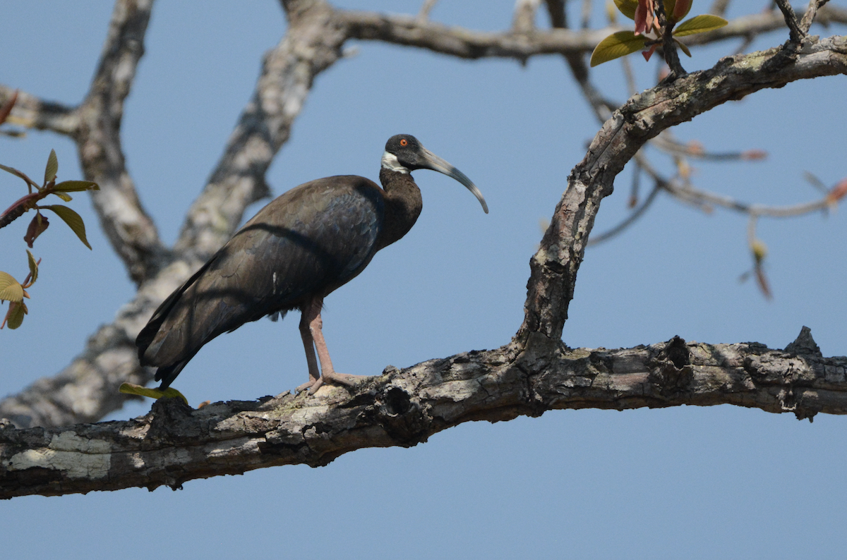 White-shouldered Ibis - Larry Chen