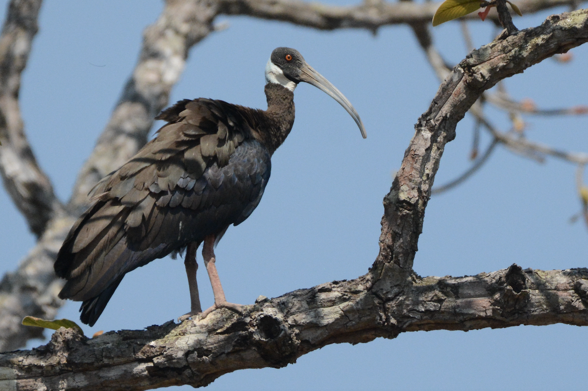White-shouldered Ibis - Larry Chen
