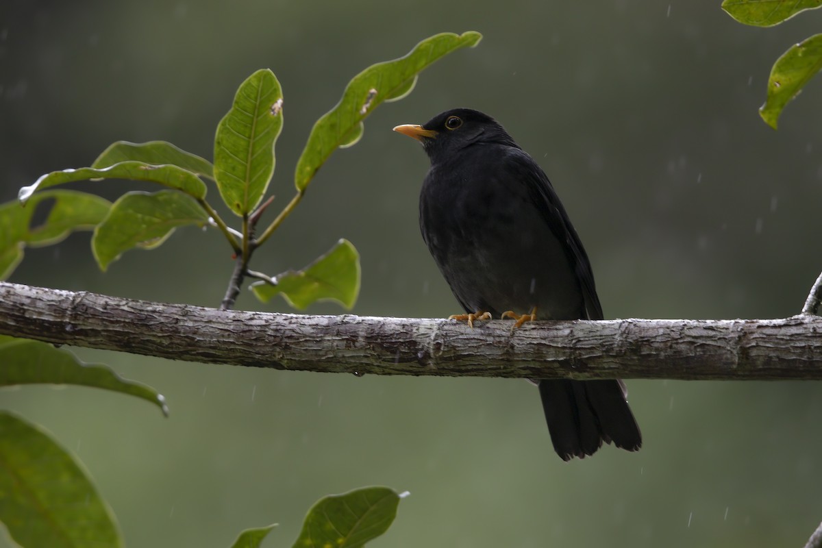 Yellow-legged Thrush - ML196662071