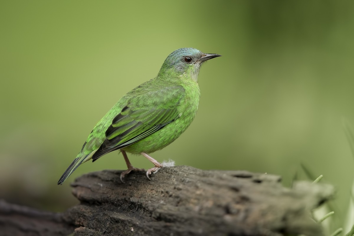 Blue Dacnis - ML196662261