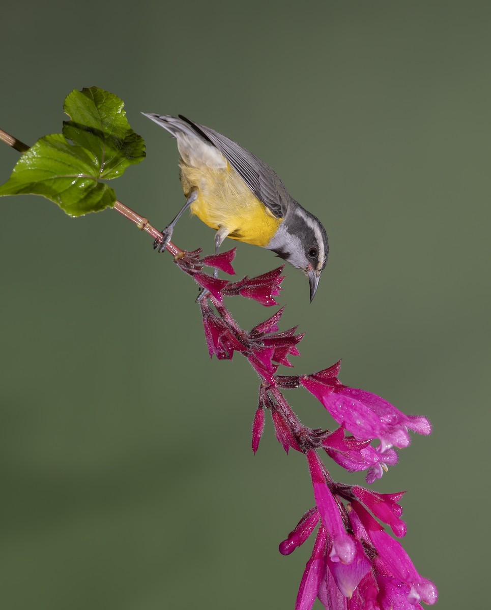 Bananaquit - ML196662731