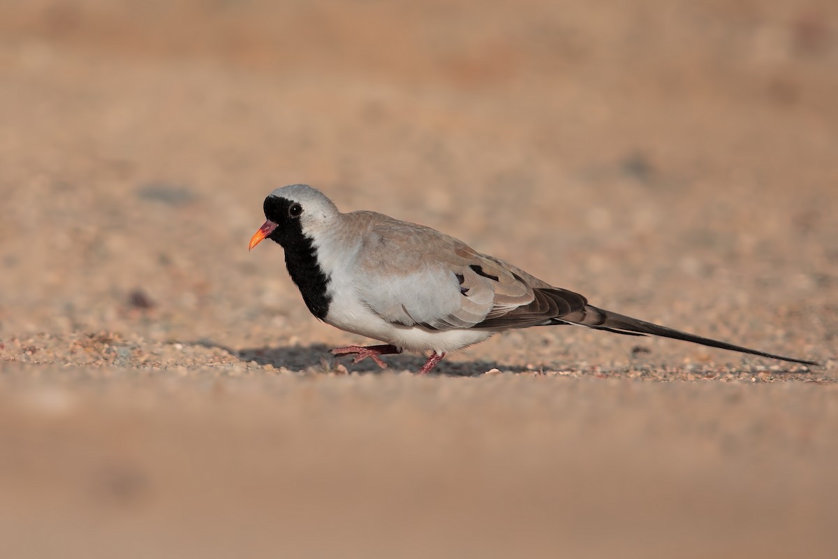 Namaqua Dove - Marco Valentini