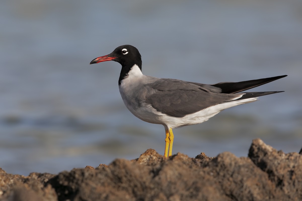 White-eyed Gull - Marco Valentini