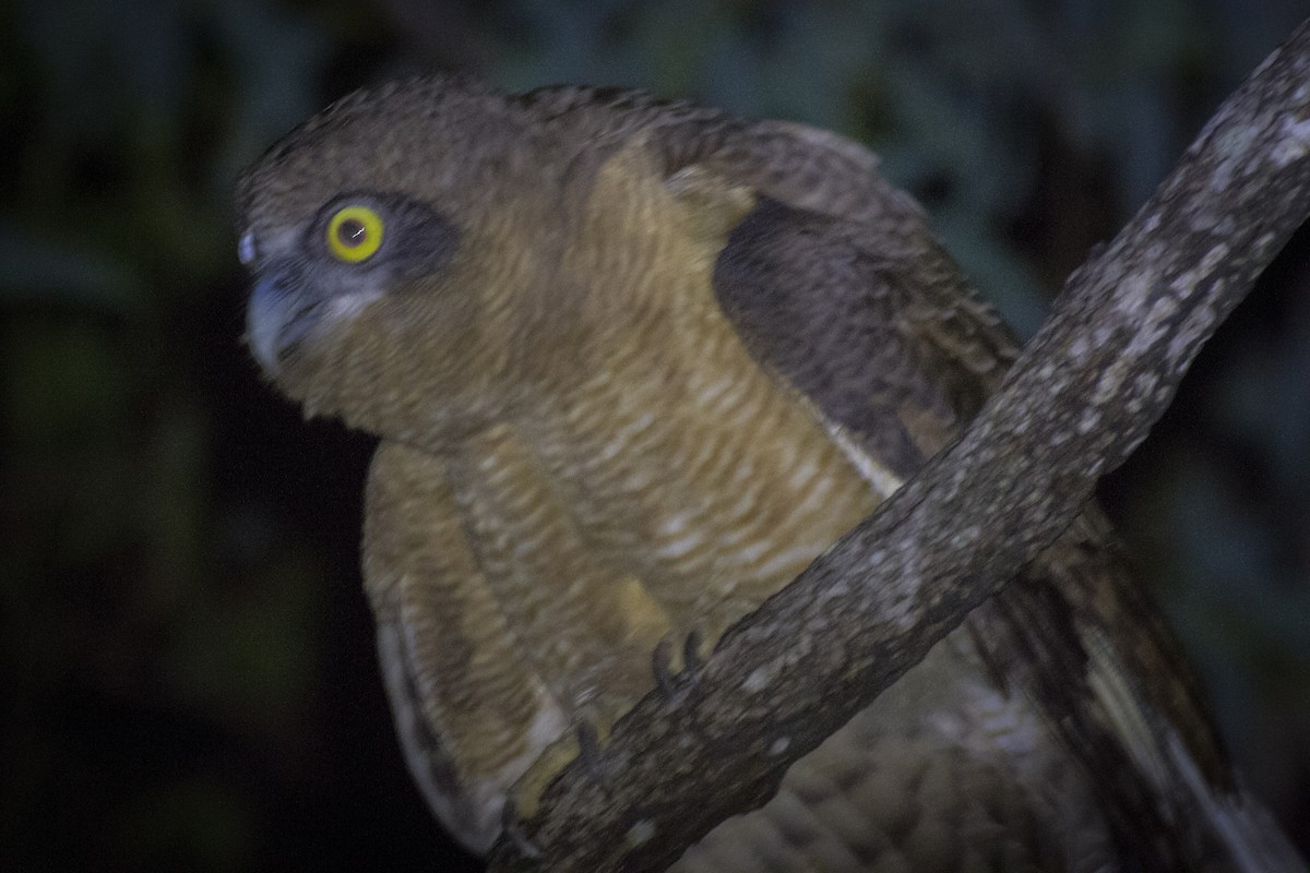 Rufous Owl - Mick Jerram