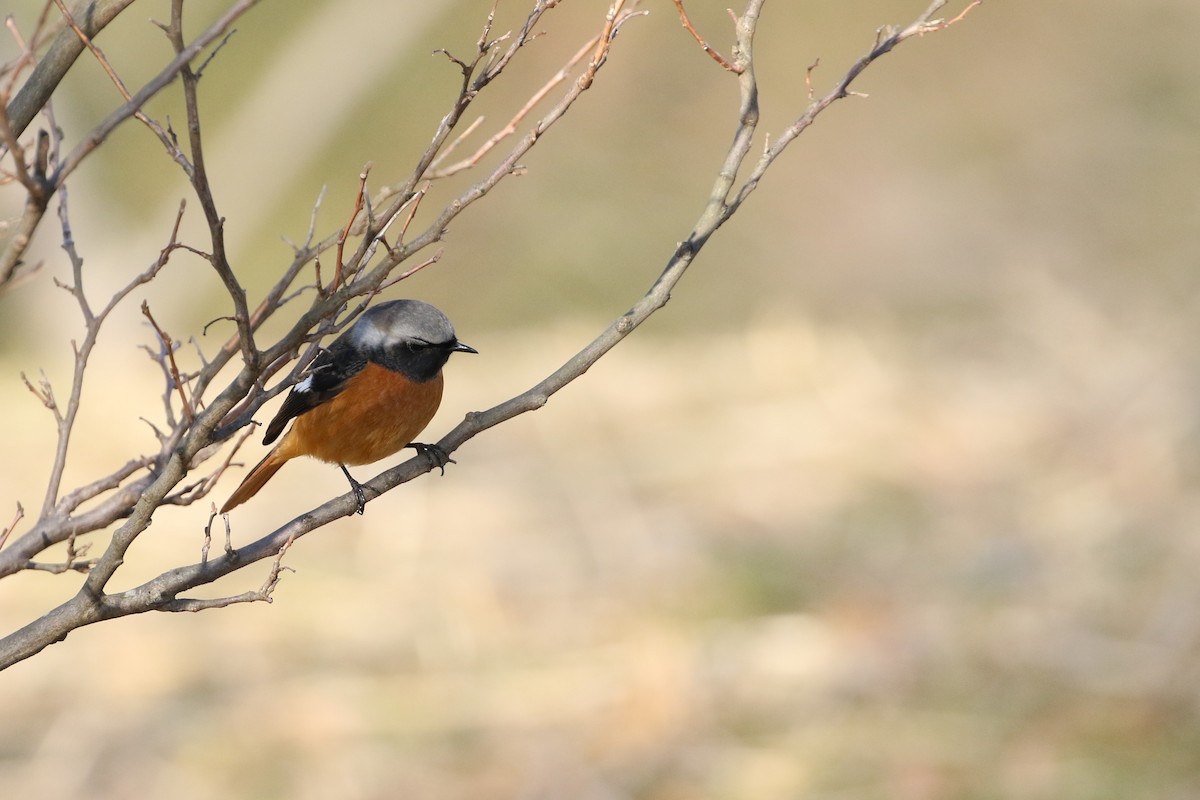 Daurian Redstart - ML196666011