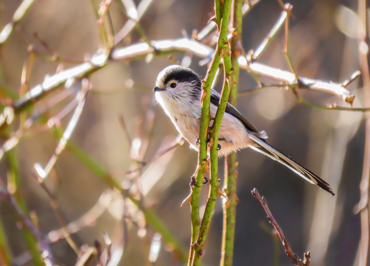 Long-tailed Tit - ML196667021