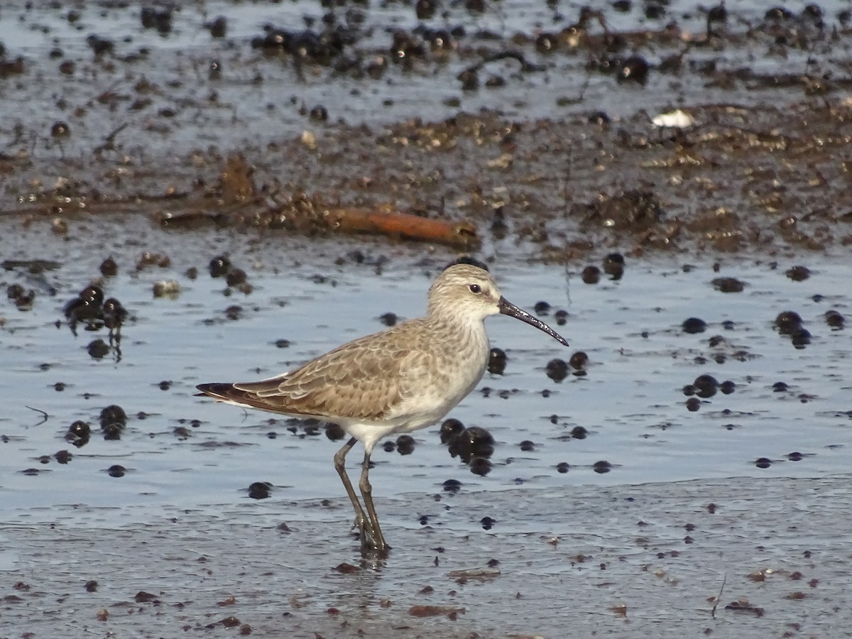 Curlew Sandpiper - ML196668611