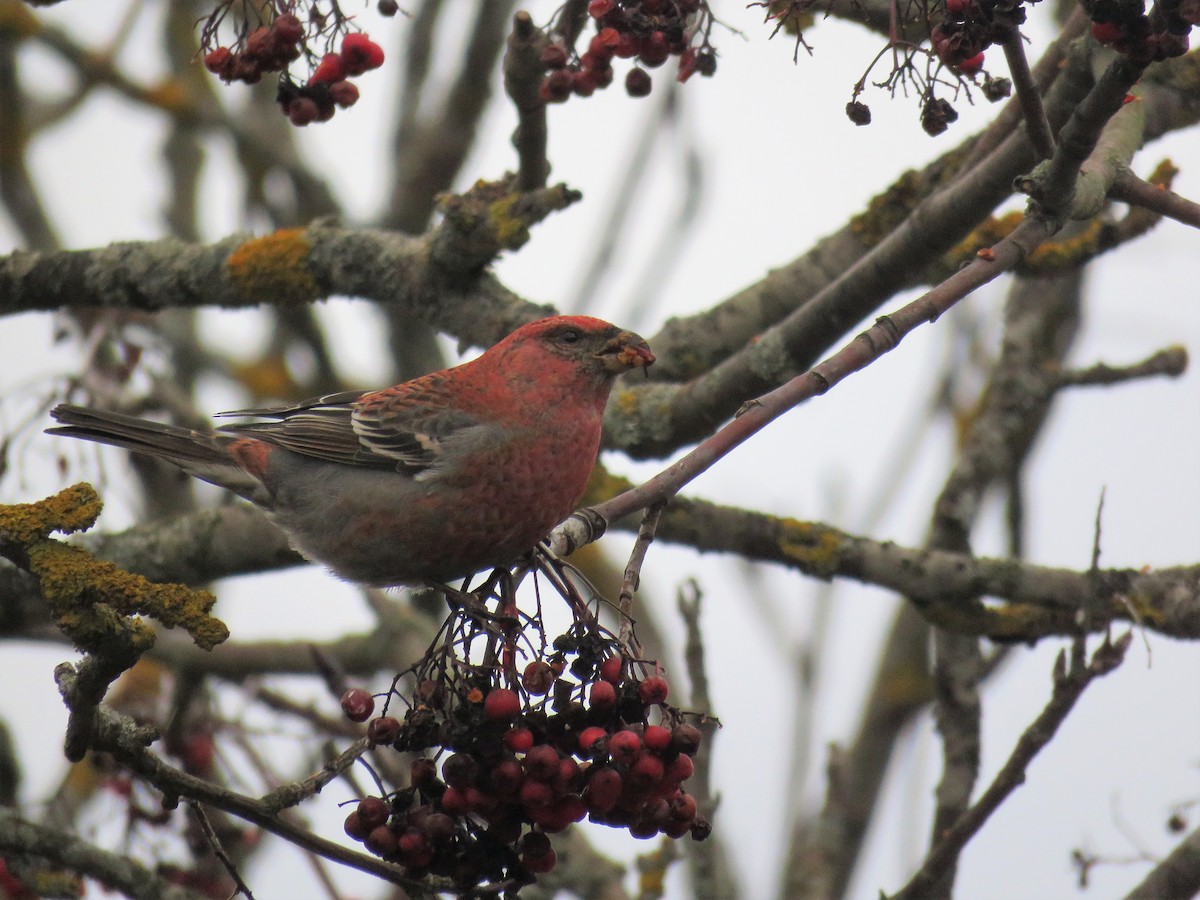 Pine Grosbeak - ML196668951