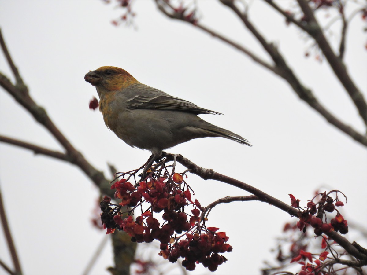 Pine Grosbeak - ML196668971