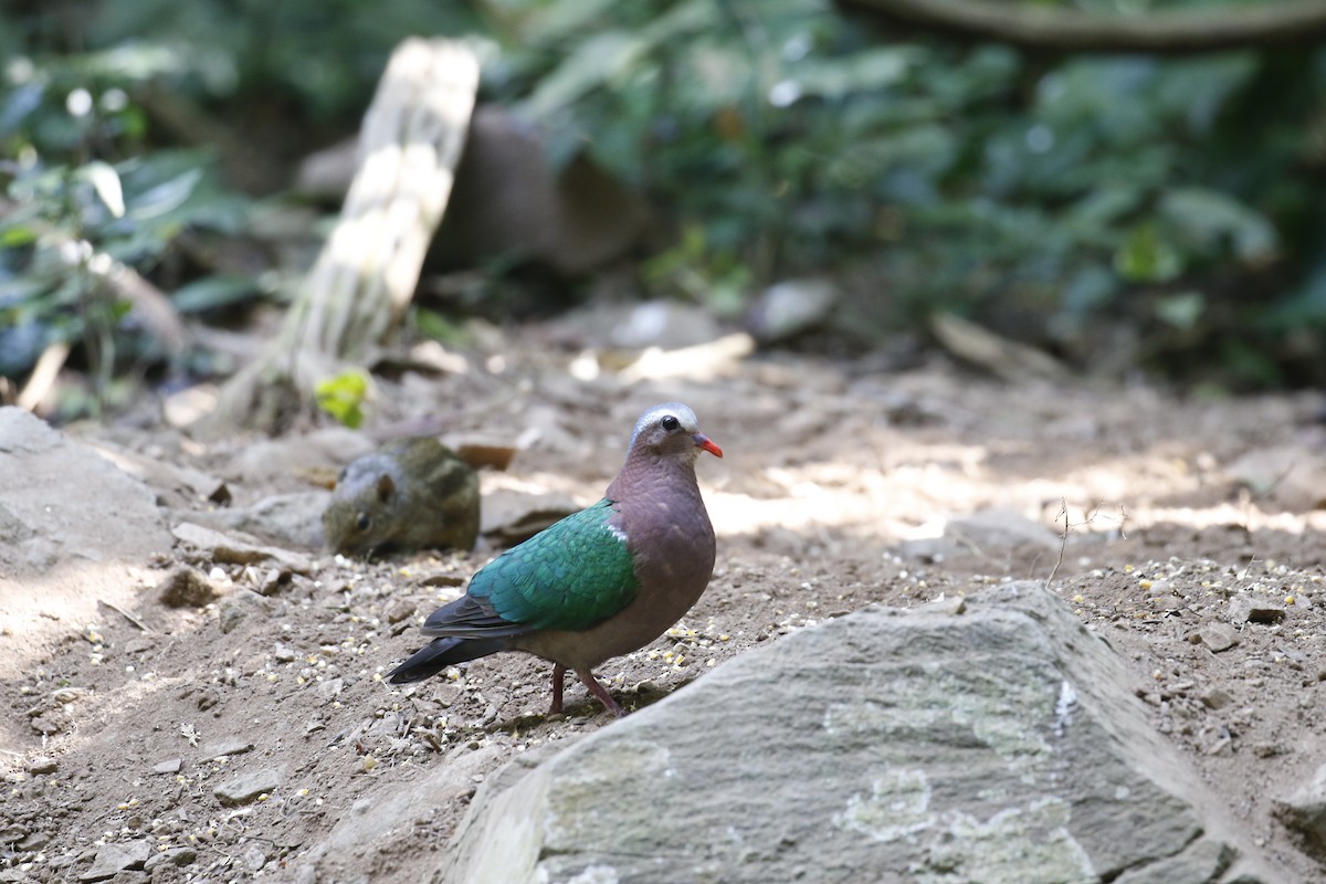 Asian Emerald Dove - ML196669821