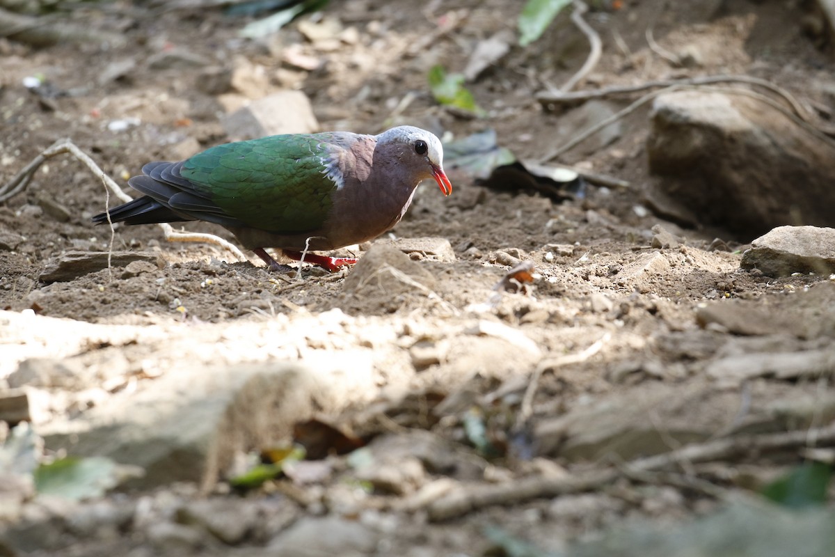 Asian Emerald Dove - ML196669831